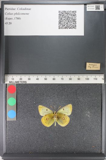 Media type: image;   Entomology 125359
